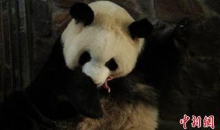 圈养大熊猫出生 圈养大熊猫出生